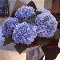 Букет из 5 гортензий