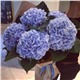 Букет из 5 гортензий, интернет-магазин товаров для бильярда Play-billiard.ru