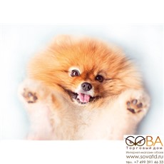 Декор Pets Dog 2  (PS2M054D) 25х35 купить по лучшей цене в интернет магазине стильных обоев Сова ТД. Доставка по Москве, МО и всей России